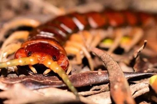 Lộ diện rết khổng lồ trên đảo Phillip sát hại hàng ngàn con chim biển mỗi năm