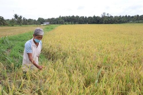 Bến Tre tập trung nguồn lực hỗ trợ nông dân thu hoạch lúa Hè Thu