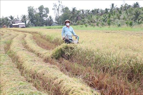 Bến Tre tập trung hỗ trợ nông dân thu hoạch lúa Hè Thu