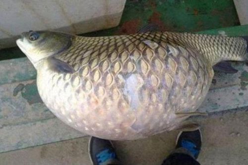 Đang định đem con cá vừa câu được chế biến cho bữa tối, nghe 1 câu nói của hàng xóm, người đàn ông lập tức mang đi thả