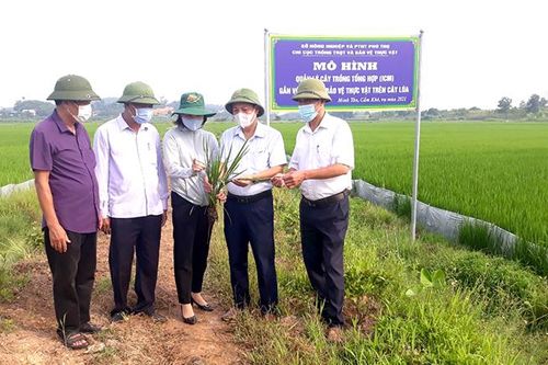 Hiệu quả ứng dụng quản lý dịch hại tổng hợp trên cây trồng