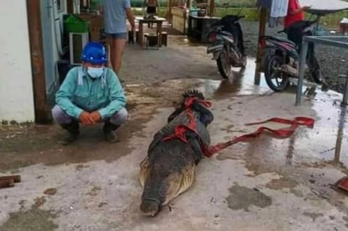 Công nhân Trung Quốc đối mặt án tù vì ăn thịt cá sấu ở Indonesia
