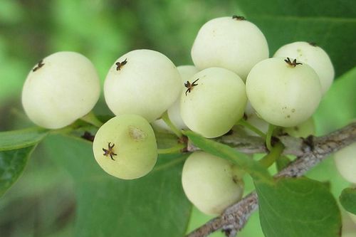Kinh ngạc 'cơm nguội' mọc đầy trên cây, người Việt hái bán kiếm bộn tiền