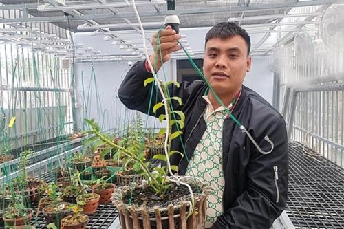 Bắt đại gia lan đột biến liên quan đường dây khai thác, tiêu thụ than lậu