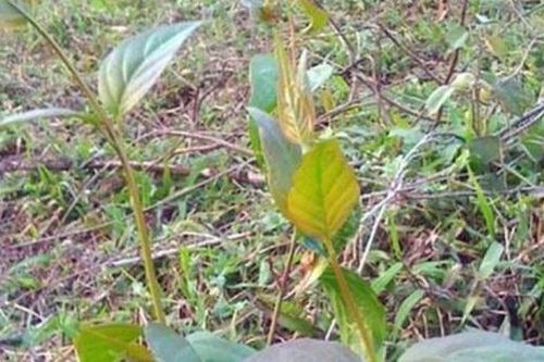 Giận chồng đi uống rượu, thai phụ ăn lá ngón tự vẫn