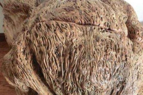 Lão nông nhặt được khúc gỗ hình 'não heo', tặc lưỡi đem bán với giá rẻ mạt: Khi biết giá trị thật, ông hối hận không kịp!