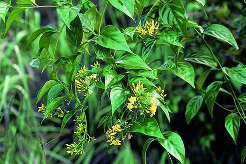 Cãi nhau với chồng, thai phụ ăn lá ngón tự tử