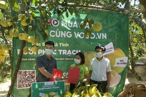 350 tấn bưởi Phúc Trạch sẽ được tiêu thụ qua sàn Vỏ Sò