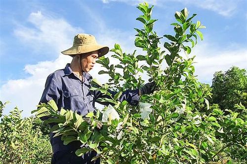 Trồng ổi đem lại hiệu quả kinh tế cao