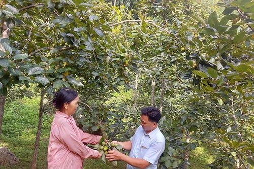 Chọn việc đột phá, đổi mới ở Bình Phú