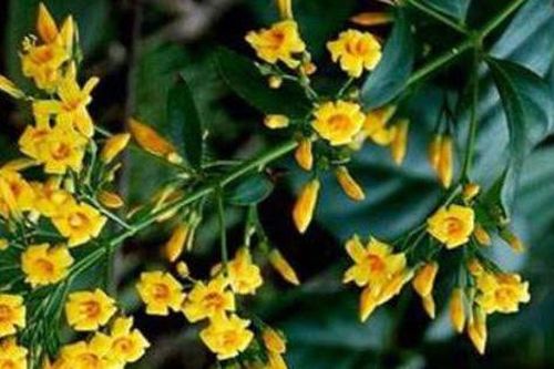 Nghệ An: Khuyên chồng không đi uống rượu bất thành, thai phụ ăn lá ngón tự tử