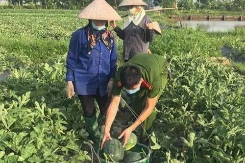 Thu hoạch dưa hấu giúp hộ dân cách ly