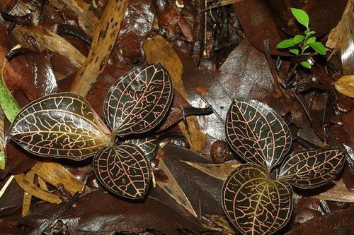 Cận cảnh thảo mộc siêu hiếm cực đắt nhưng... 'nếu gặp, đừng chạm vào!'