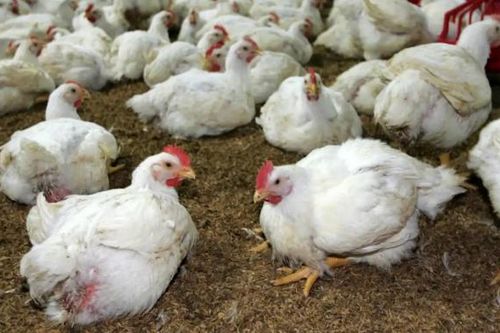 Những rắc rối trong chuỗi cung ứng ASEAN đẩy giá lương thực tăng ở Nhật Bản