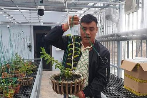 Hé lộ nguyên nhân anh em đại gia lan đột biến ở Quảng Ninh bị bắt