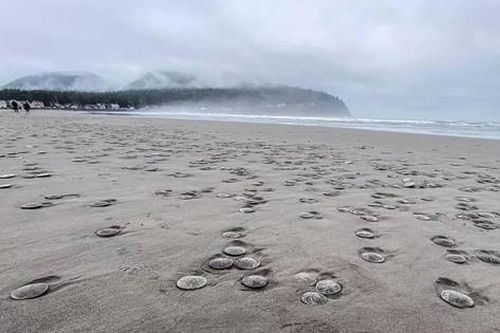 Hàng nghìn 'đô la cát' trôi dạt vào bờ biển Oregon một cách bí ẩn