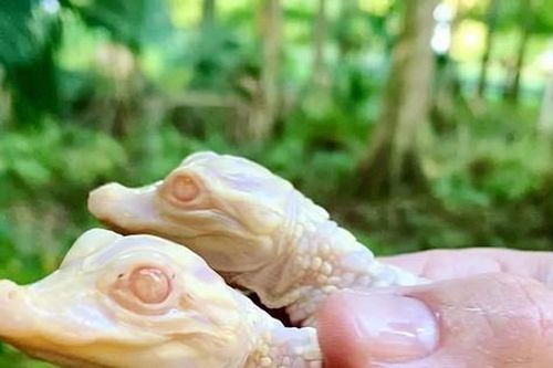 Cặp cá sấu bạch tạng được sinh nở tại vườn thú Florida