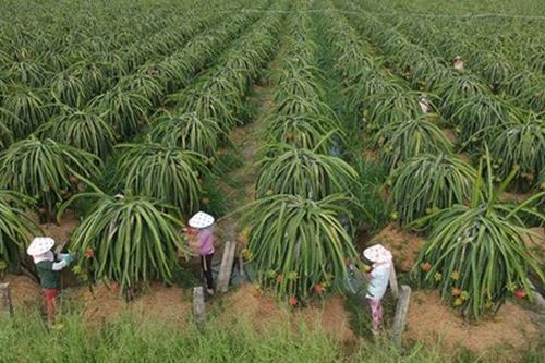 Mã số vùng trồng: 'Hộ chiếu' xuất ngoại cho nông sản Việt