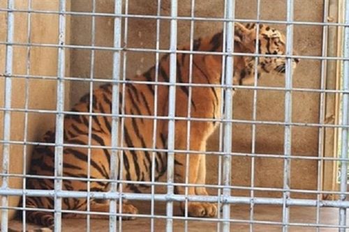 9 con hổ sau giải cứu: Mường Thanh Safari Land sẽ tiếp nhận nếu Nghệ An đồng ý