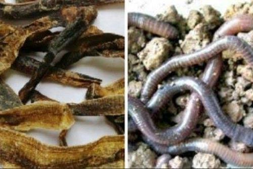 Dược liệu Địa long liên quan giun đất không có tác dụng chữa COVID-19