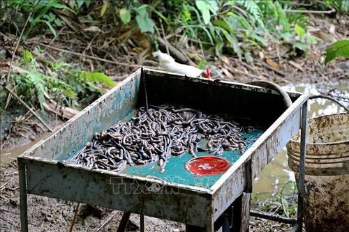 Bộ Y tế khuyến cáo: Dược liệu Địa long không có tác dụng phòng, chống COVID-19