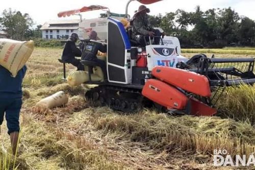 Lúa hè thu được mùa, nông dân khẩn trương thu hoạch