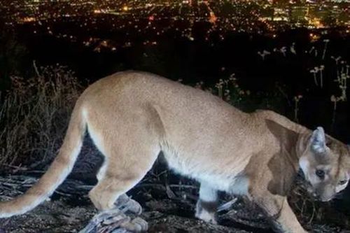 Mỹ: Người mẹ tay không đánh nhau với sư tử núi để cứu sống con trai 5 tuổi