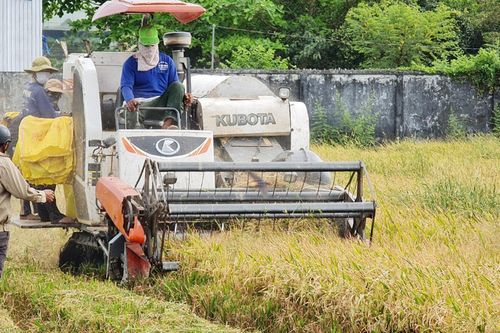 Bạc Liêu 'cầu cứu' các tỉnh giúp thu hoạch lúa