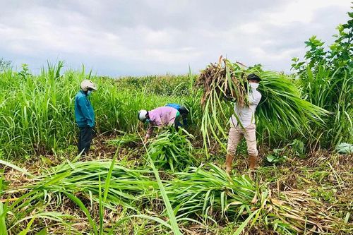 Quảng Ngãi: Thu hoạch nông sản cho người đi cách ly Covid-19