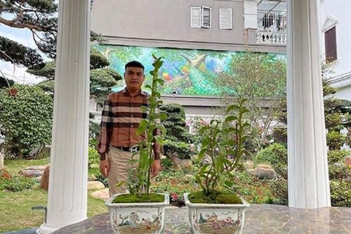 Đại gia lan đột biến 'ăn' than lậu thu trăm tỷ... đối diện án gì?