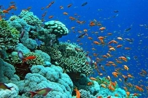 Cuối thế kỷ này, 95% bề mặt đại dương trở nên không còn thích hợp cho sự sống