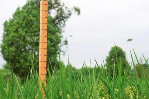 Trung Quốc sắp thu hoạch giống 'lúa khổng lồ' cao 2m