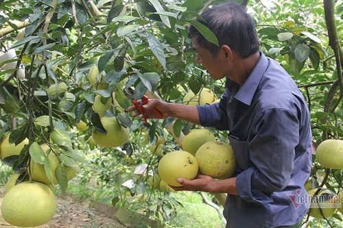 Chín vàng khắp vườn đồi, đặc sản chưa bao giờ đủ bán nay lo ế vạn quả