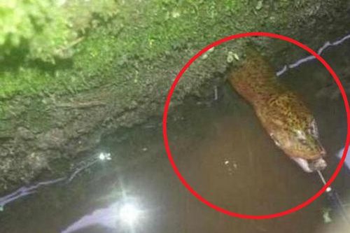 Mua ao để nuôi cá, nông dân bắt được 'rắn khủng' sống trong ao, quan sát kỹ thì lập tức kinh ngạc