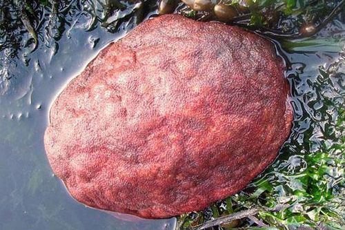Vô tình đụng trúng 'hòn đá đỏ' lẫn trong lớp rong biển, chàng trai giật mình khi lật ngược nó lên