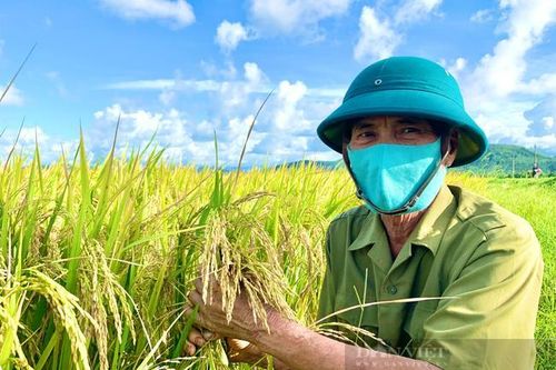 Quảng Bình: Nông dân Ba Đồn phấn khởi, bất ngờ với giống lúa DV108, đến ngày thu hoạch đạt hơn 60 tạ/ha