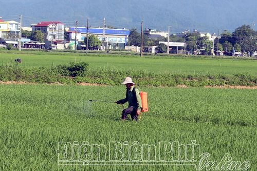 Chủ động phòng trừ sinh vật gây hại lúa mùa