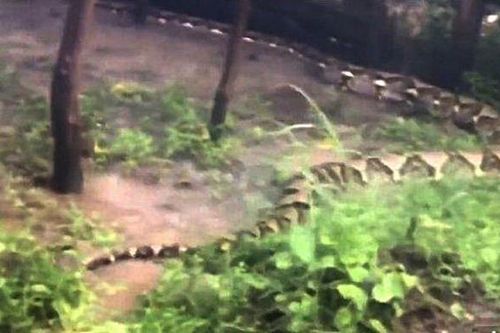 Đi câu cá, gặp 'xà tinh' dài 8m, thân to như cây dừa