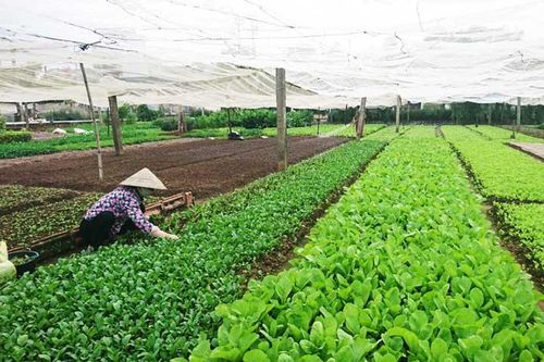 Đẩy mạnh tiêu thụ nông sản ở các tỉnh phía Bắc