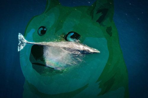 'Cá voi' đang tích trữ Dogecoin