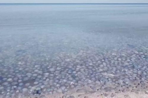 Hàng nghìn con sứa trôi dạt vào bờ biển ở Crimea