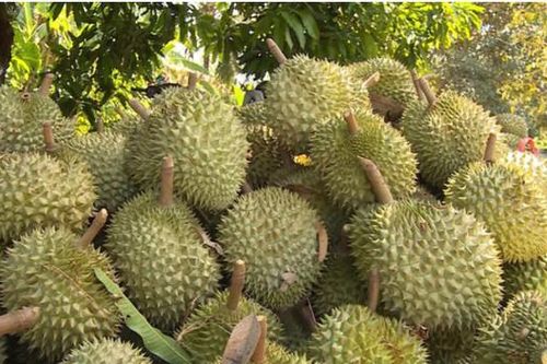 Nhật Bản nâng mức kiểm tra đối với sầu riêng Việt Nam