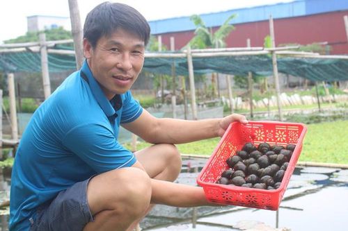 Nam Định: Nuôi con 'siêu đẻ' ở khu ruộng bỏ hoang, anh nông dân 8X thu nhập hàng trăm triệu mỗi năm