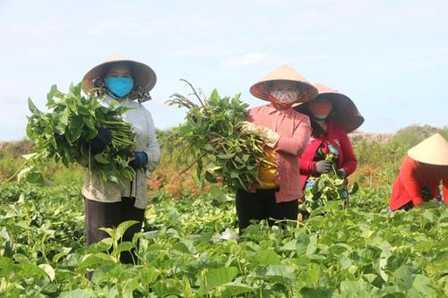 Những 'bông hoa thiện nguyện' vùng hậu phương