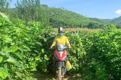 Dâu tằm - cây giảm nghèo ở ba xã Đầm Ròn