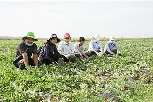 Hiệu quả từ mô hình trồng dưa hấu ở Vĩnh Linh