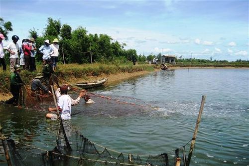 Thành phố Đông Hà: Nhiều tổ hợp tác hoạt động hiệu quả