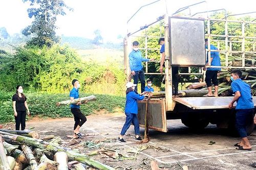 Chuyến xe hỗ trợ thức ăn gia súc hướng về Phù Yên