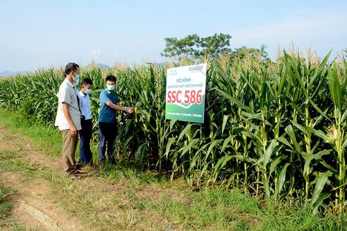Liên kết sản xuất ngô sinh khối