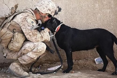 Quân đội Mỹ bị nghi 'quên' sơ tán chó nghiệp vụ khỏi Afghanistan